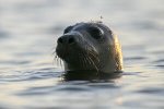 La Foca